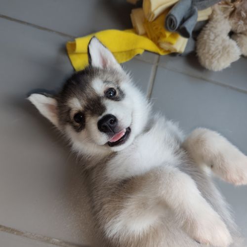 Chiots husky #1