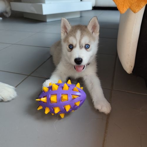 Chiots husky #2