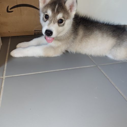 Chiots husky