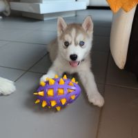 Chiots husky #2