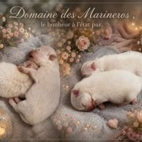 4 magnifiques femelle poméraniens lof