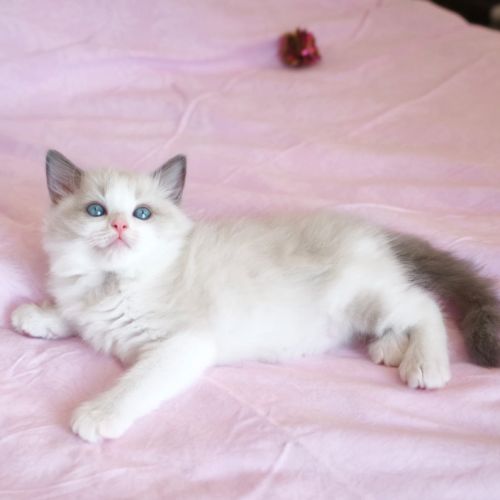 Chaton ragdoll #2