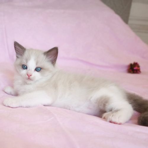 Chaton ragdoll #3
