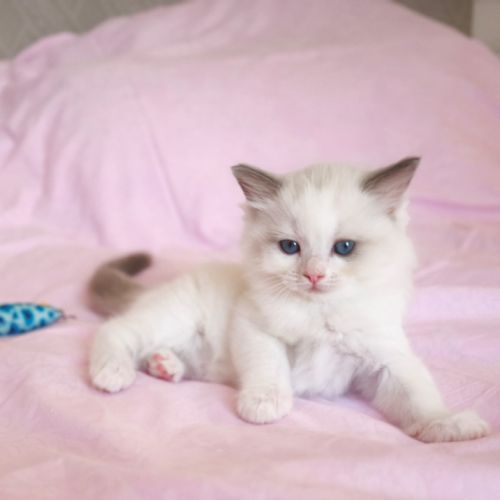 Chaton ragdoll #4