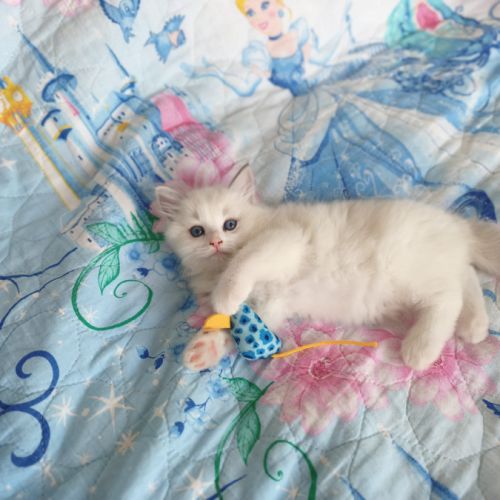 Chaton ragdoll #6