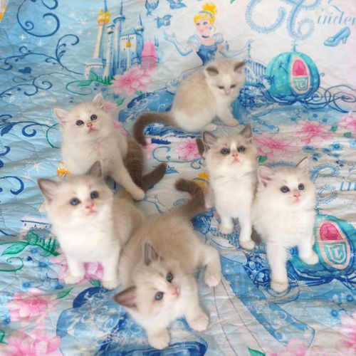 Chaton ragdoll #0
