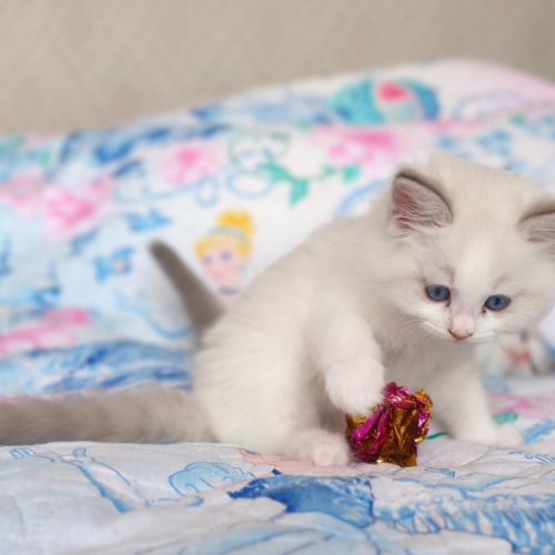 Chaton ragdoll #8