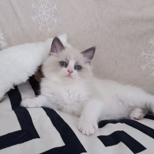 Chaton ragdoll #9