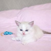 Chaton ragdoll #1