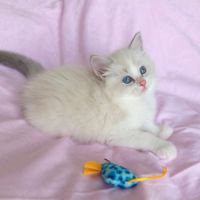 Chaton ragdoll #5