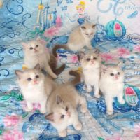 Chaton ragdoll