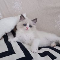 Chaton ragdoll #9