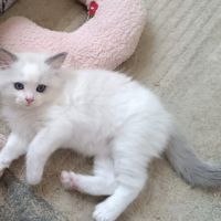 Chaton ragdoll #10
