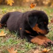 Chiots rottweilers