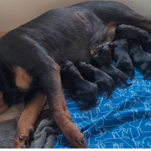 Chiots rottweilers #1