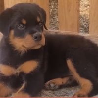 Chiots rottweilers #2