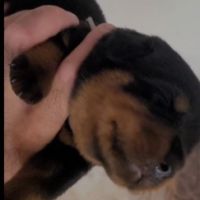 Chiots rottweilers #3