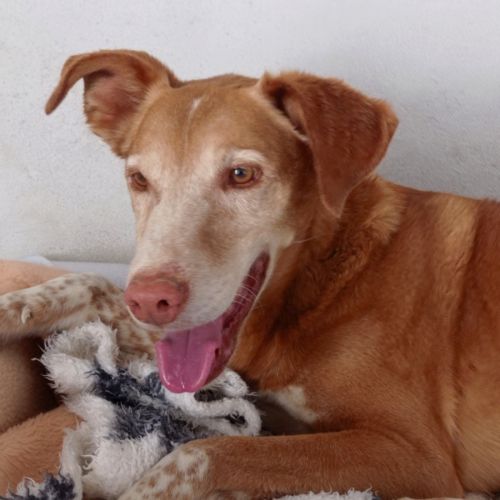 Toni 9 ans, un amour de chien ! #5