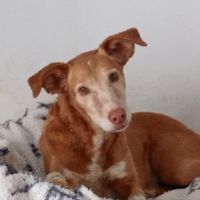 Toni 9 ans, un amour de chien ! #0
