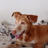 Toni 9 ans, un amour de chien ! #2