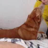 Toni 9 ans, un amour de chien ! #3