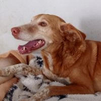 Toni 9 ans, un amour de chien ! #6