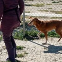 Toni 9 ans, un amour de chien ! #7
