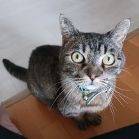 Don chatte