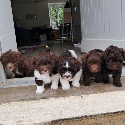 3 adorables chiots bichons havanais #3