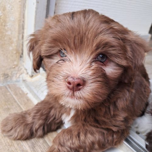 3 adorables chiots bichons havanais #0