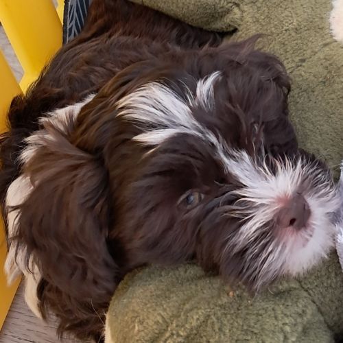 3 adorables chiots bichons havanais #7