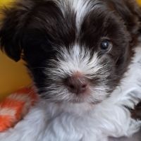 3 adorables chiots bichons havanais #1