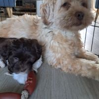 3 adorables chiots bichons havanais #2