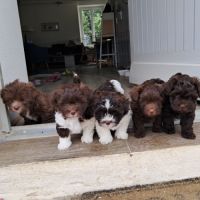 3 adorables chiots bichons havanais #3