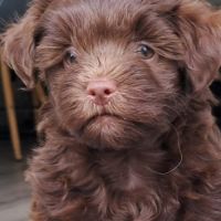 3 adorables chiots bichons havanais #4