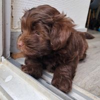 3 adorables chiots bichons havanais #6