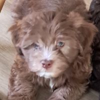 3 adorables chiots bichons havanais #8