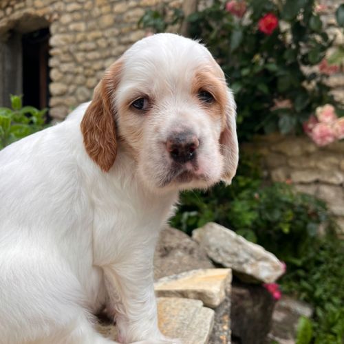 Chiots setter anglais #0