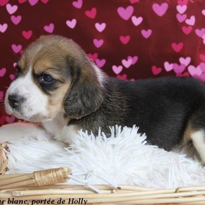 Femelle beagle tricolore lof - 2 mois #1
