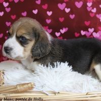 Femelle beagle tricolore lof - 2 mois #1