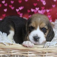 Femelle beagle tricolore lof - 2 mois #2