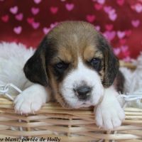 Femelle beagle tricolore lof - 2 mois