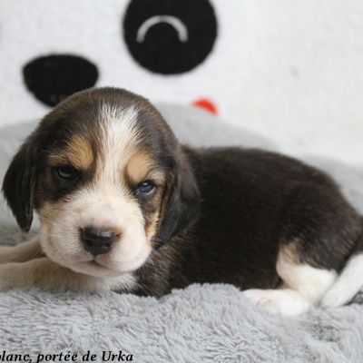2 mâles beagle tricolores lof à réserver