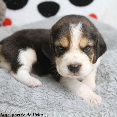 2 mâles beagle tricolores lof à réserver #2