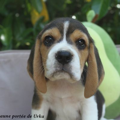 Mâle beagle tricolores lof à réserver