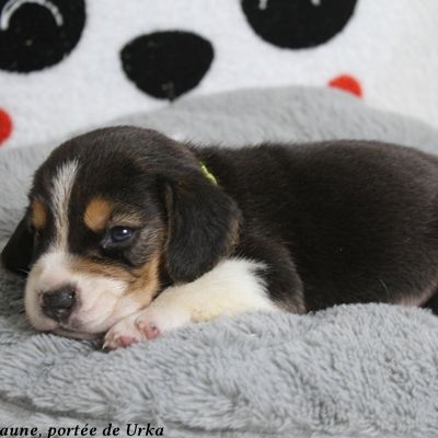 2 mâles beagle tricolores lof à réserver #3