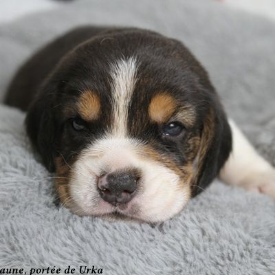 2 mâles beagle tricolores lof à réserver #4