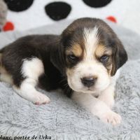 2 mâles beagle tricolores lof à réserver #2