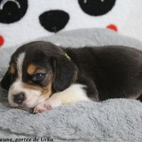 2 mâles beagle tricolores lof à réserver #3