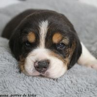 2 mâles beagle tricolores lof à réserver #4